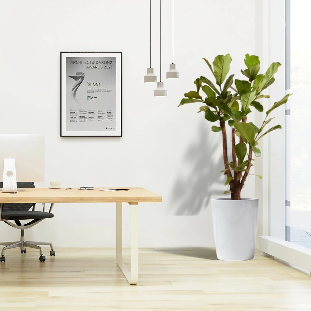 Ficus Lyrata Branched / Fiddle Leaf Fig 1.2 - 1.5m - Greensouq -
