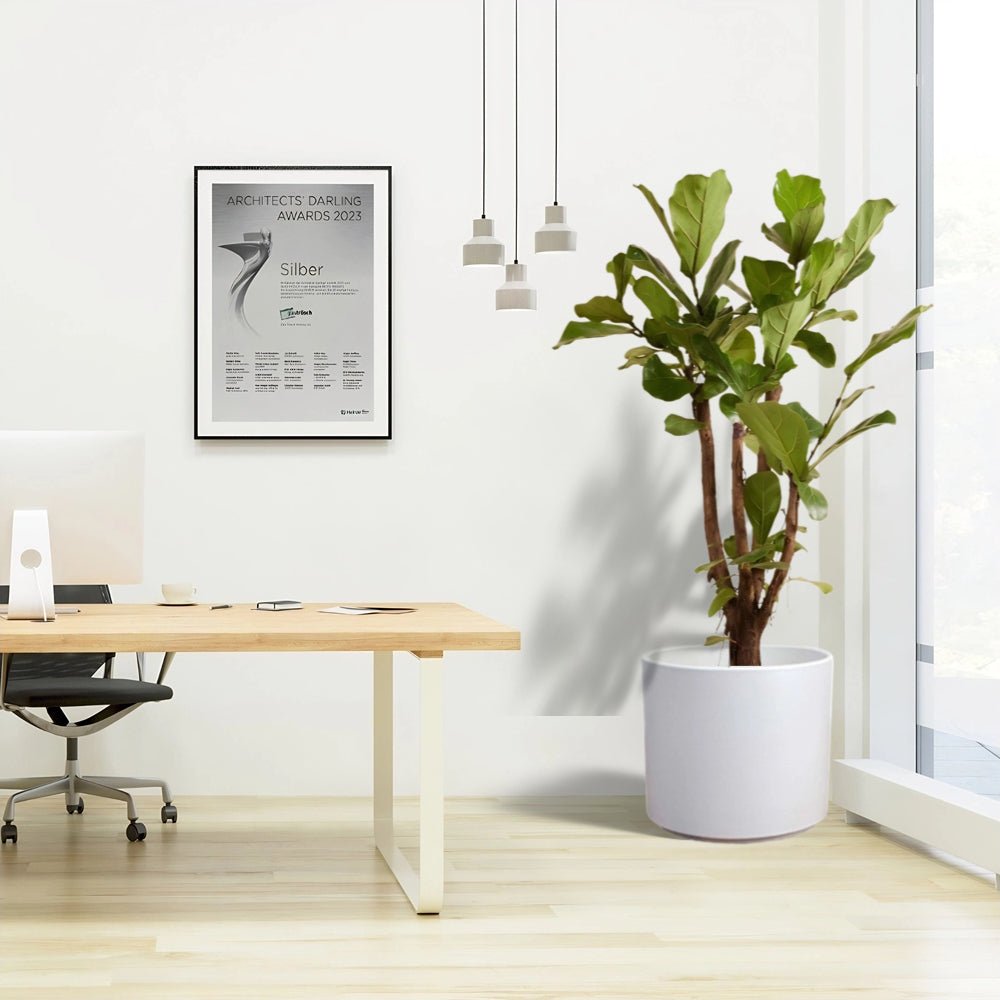 Ficus Lyrata Branched / Fiddle Leaf Fig 1.2 - 1.5m - Greensouq -