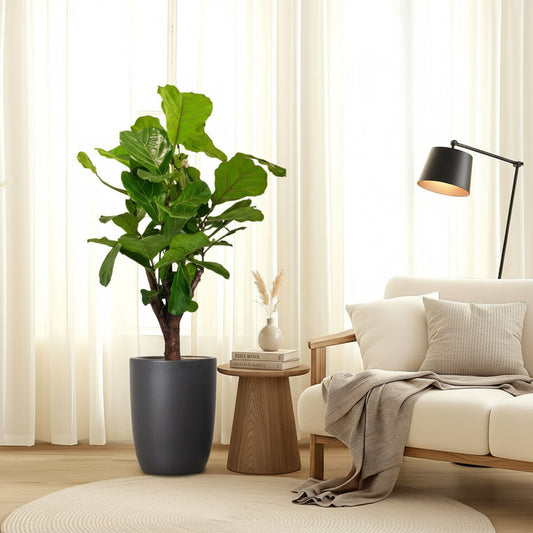 Branched Fig | Ficus Lyrata Branched "Fiddle Leaf Fig" 1.2 - 1.5m - Greensouq -