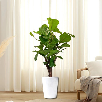 Branched Fig | Ficus Lyrata Branched "Fiddle Leaf Fig" 1.2 - 1.5m - Greensouq -