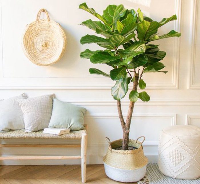Branched Fig | Ficus Lyrata Branched "Fiddle Leaf Fig" 1.2 - 1.5m - Greensouq -