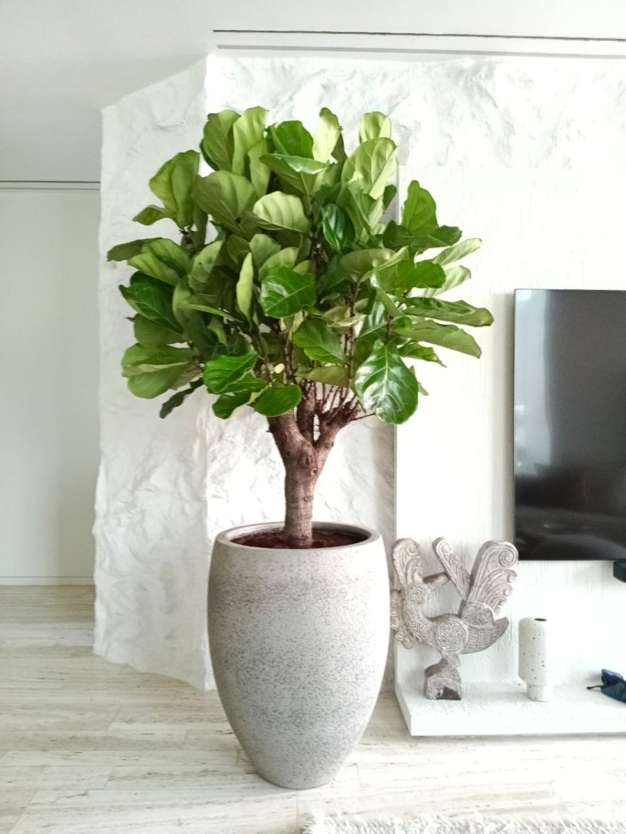 Ficus Lyrata in Cemented GRC Pot 70 - 80cm - Greensouq - 