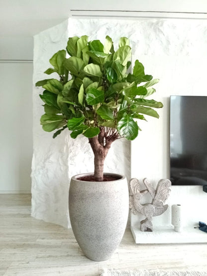 Ficus Lyrata in Cemented GRC Pot 70 - 80cm - Greensouq - 