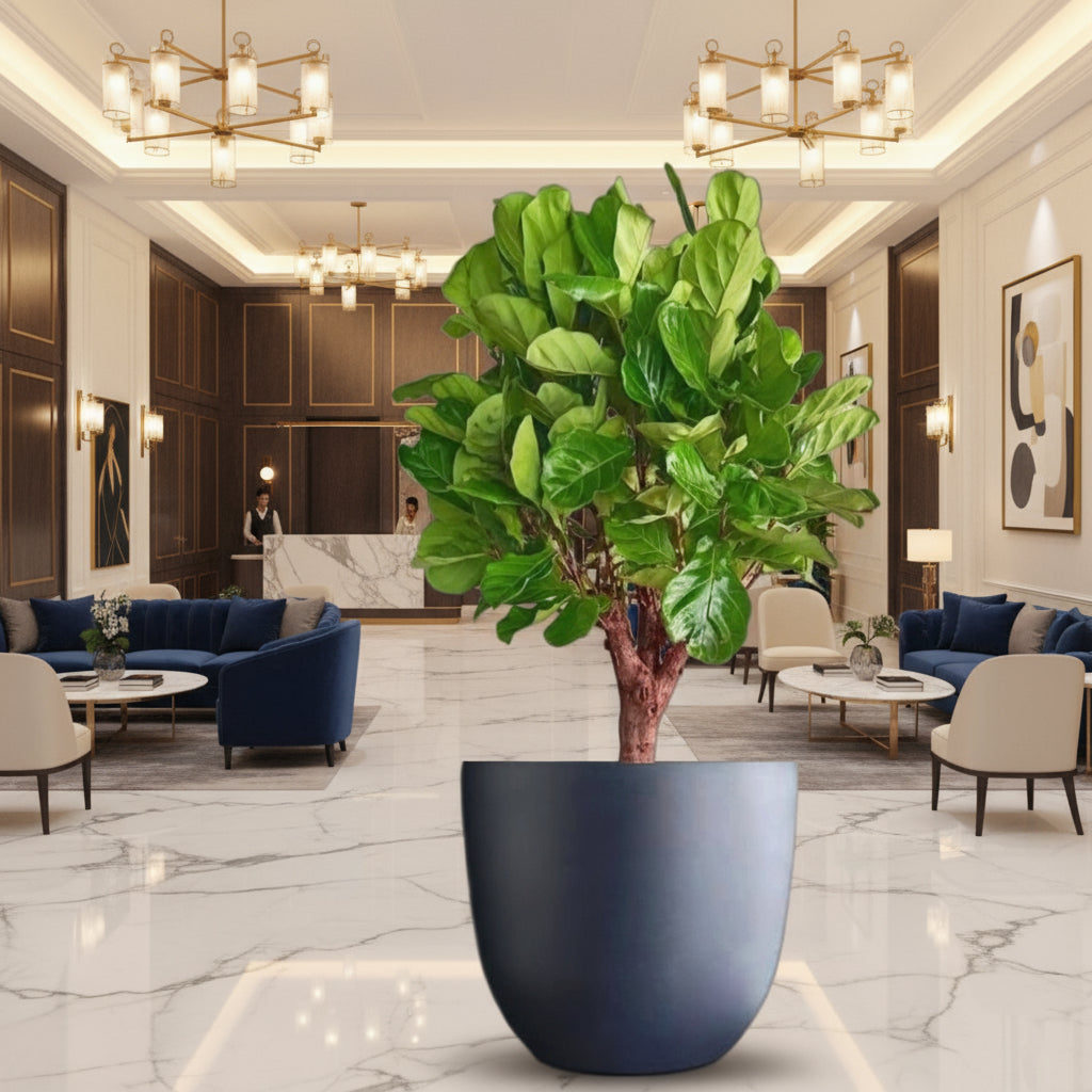 Ficus Lyrata in Gray Fiber Pot - Greensouq - 