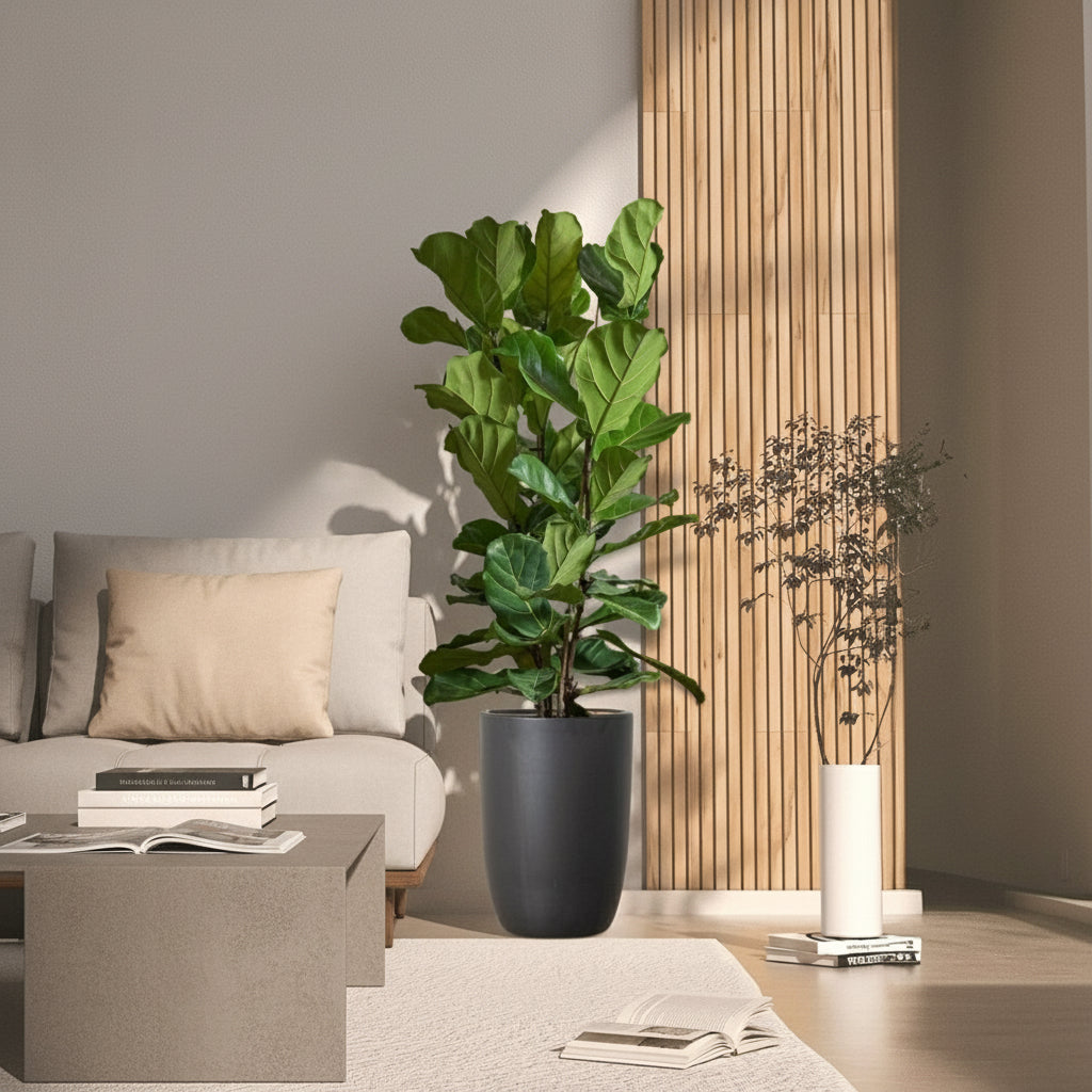 Ficus Lyrata or Fiddle Leaf Fig - Greensouq - 