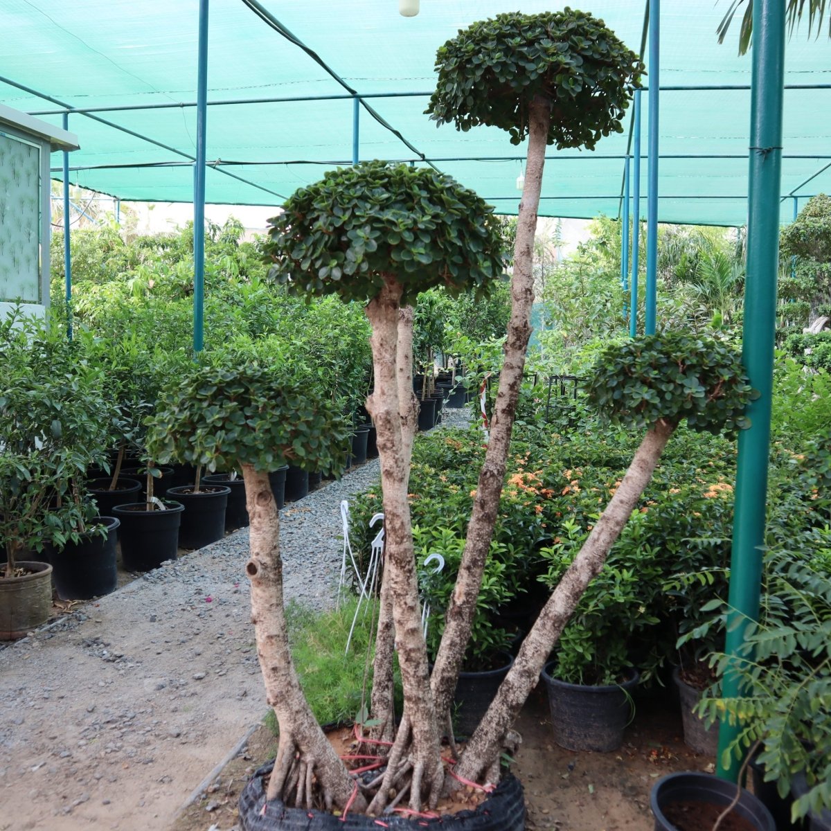 Ficus MultiHead "Microcarpa" - Greensouq - 