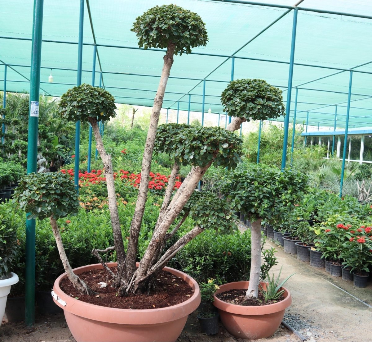Ficus MultiHead "Microcarpa" - Greensouq - 