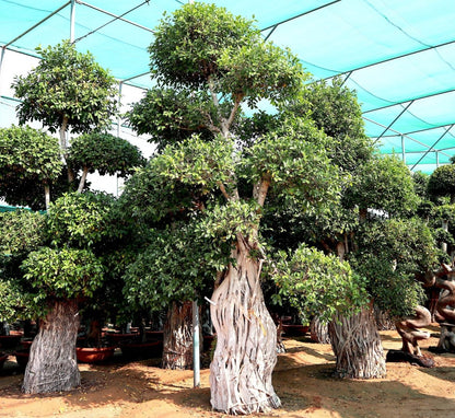 Ficus Nitida Bonsai | Ficus Big size Bonsai | Root Shape Bonsai - Greensouq - 