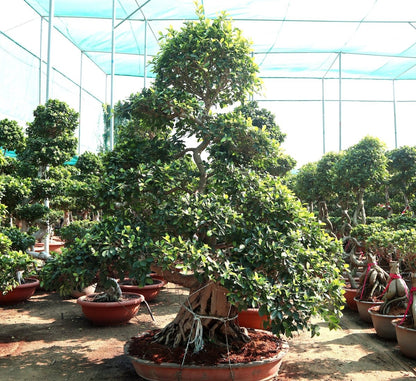 Ficus Nitida Bonsai | Ficus Big size Bonsai | Root Shape Bonsai - Greensouq - 