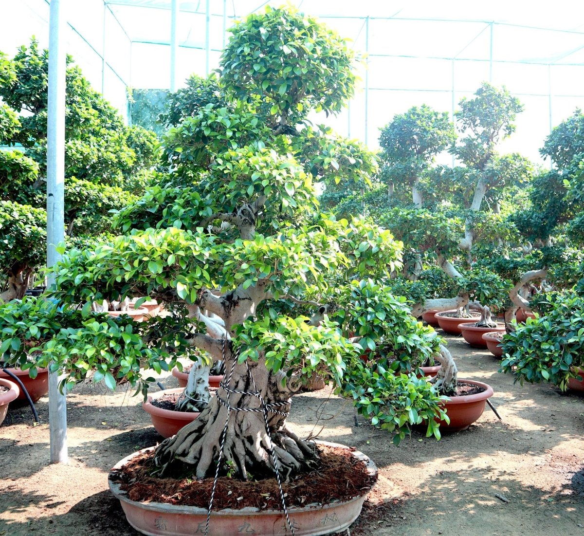 Ficus Nitida Bonsai | Ficus Big size Bonsai | Root Shape Bonsai - Greensouq - 