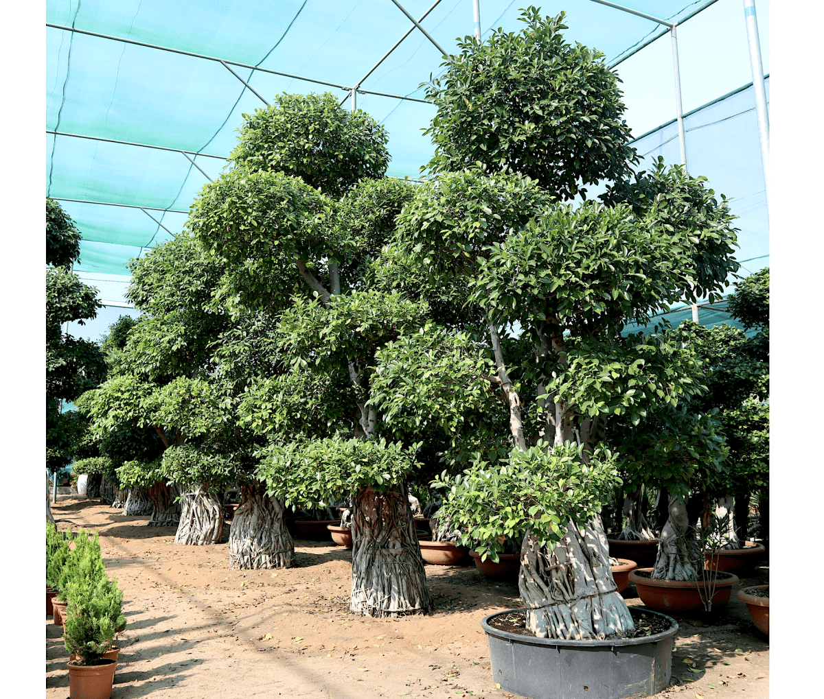 Ficus Nitida Bonsai | Ficus Big size Bonsai | Root Shape Bonsai - Greensouq - 