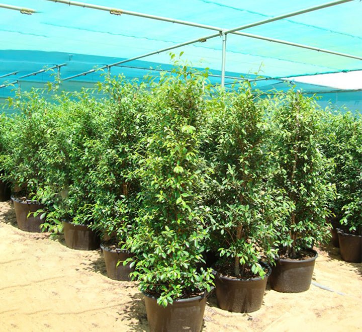 Ficus Nitida or Indian laurel fig and Chinese banyon - Greensouq - 