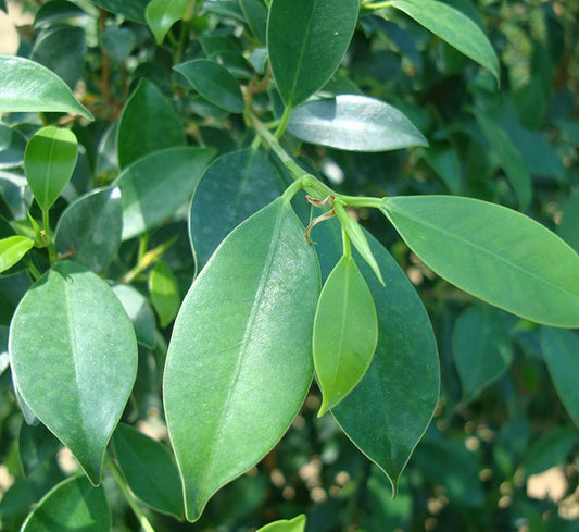 Ficus Nitida or Indian laurel fig and Chinese banyon - Greensouq - 