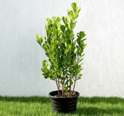 Ficus panda Evergreen Plant 40 - 50cm - Greensouq - 