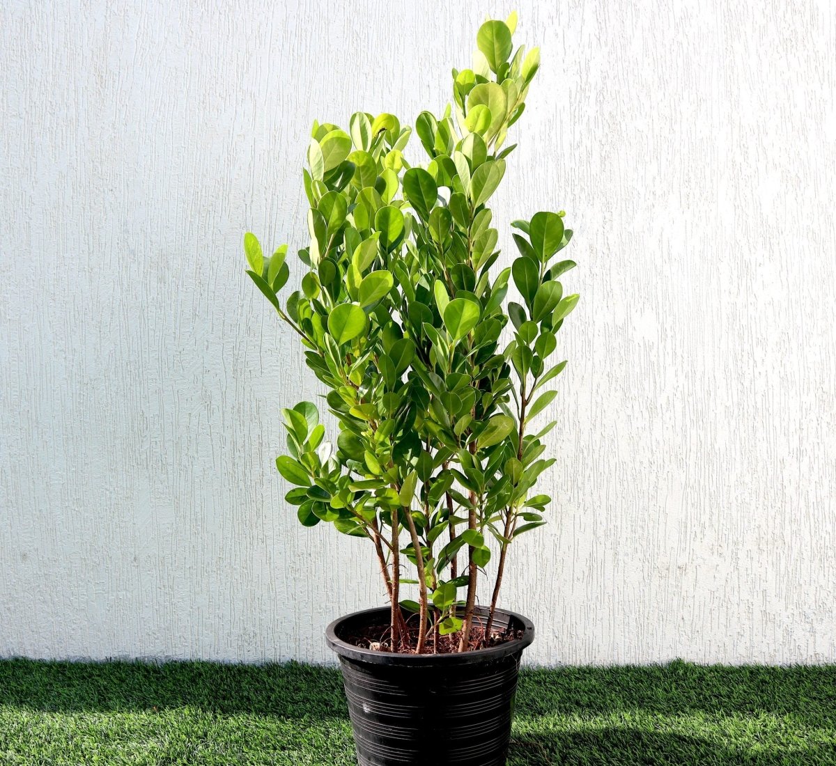 Ficus panda Evergreen Plant 40 - 50cm - Greensouq - 