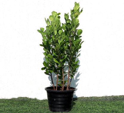 Ficus panda Evergreen Plant 40 - 50cm - Greensouq - 