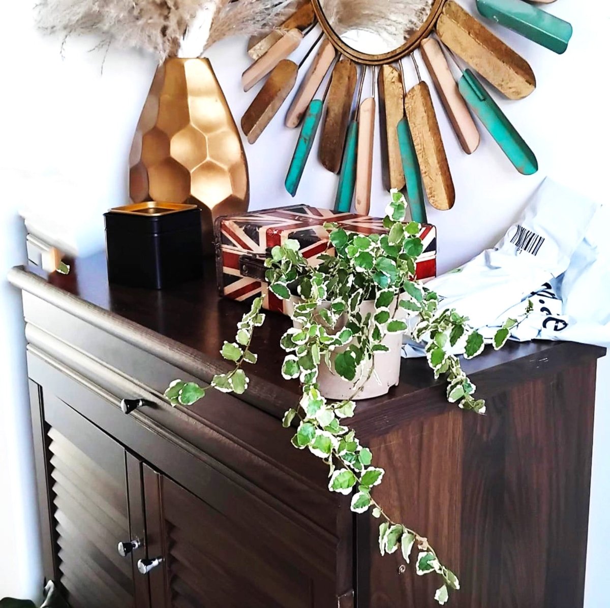 Ficus Pumila - Creeping fig "Varigated" - Greensouq - 