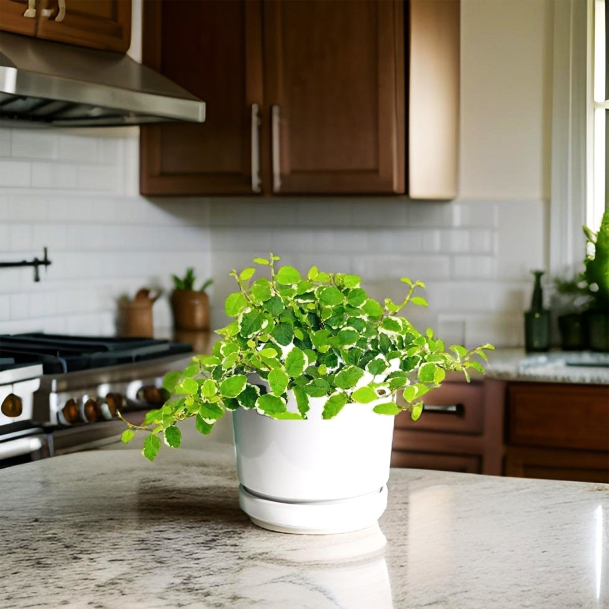 Ficus Pumila - Creeping fig "Varigated" - Greensouq - 