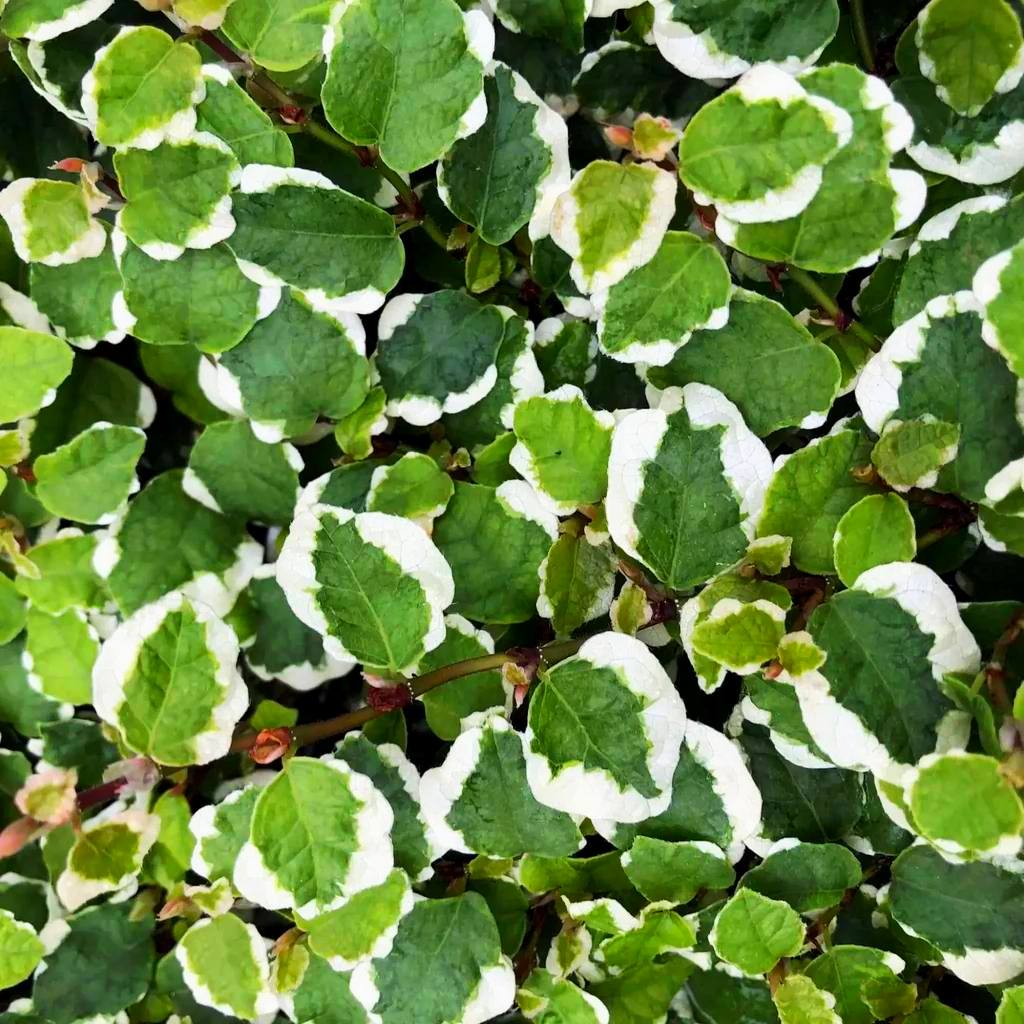 Ficus Pumila - Creeping fig "Varigated" - Greensouq - 