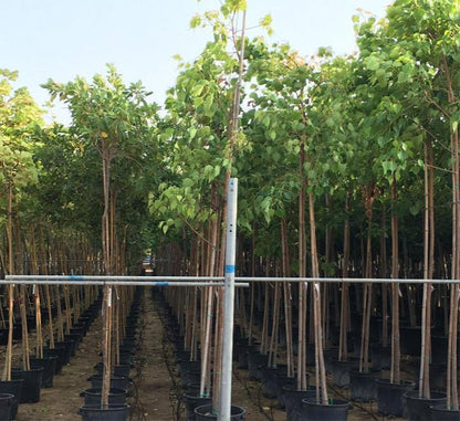 Ficus Religiosa "Sacred Fig Tree" - Greensouq - 