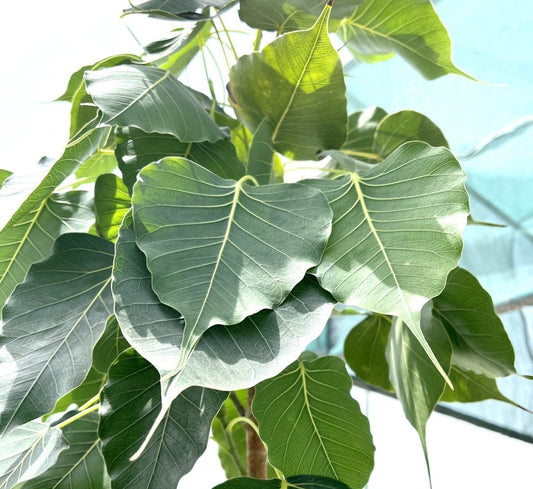 Ficus Religiosa "Sacred Fig Tree" - Greensouq - 