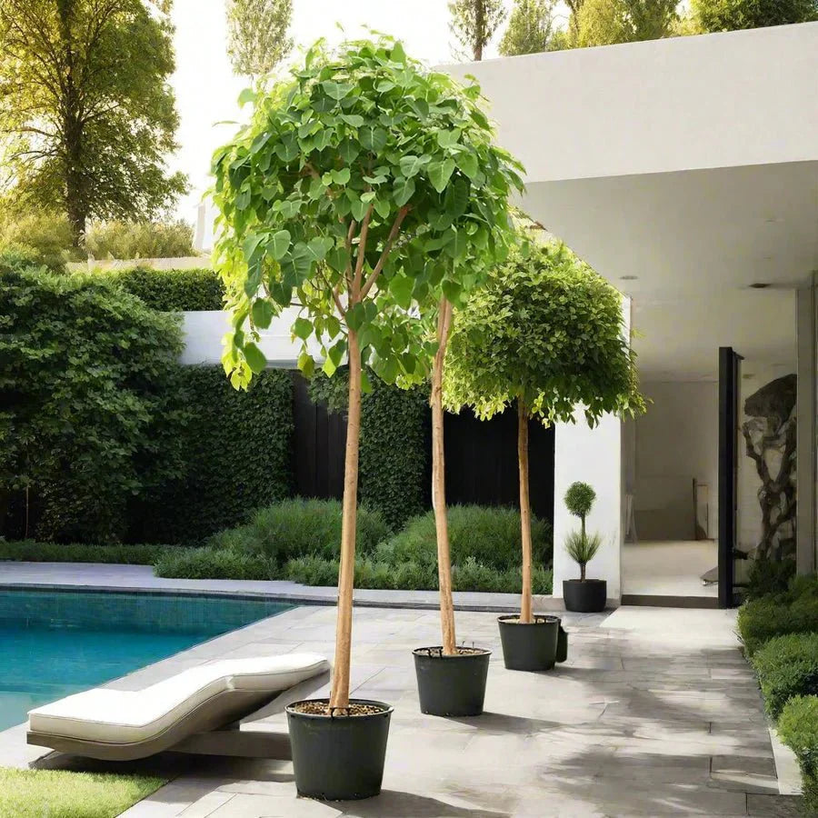 Ficus Religiosa "Sacred Fig Tree" - Greensouq - 