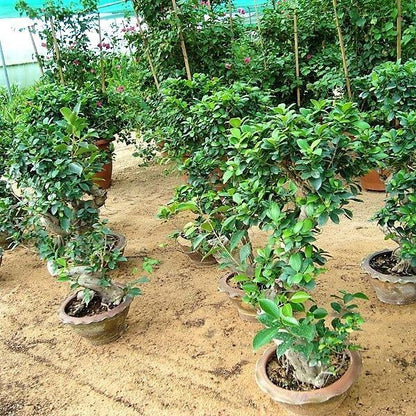 Ficus "S" Bonsai 50 - 70cm - Greensouq - 