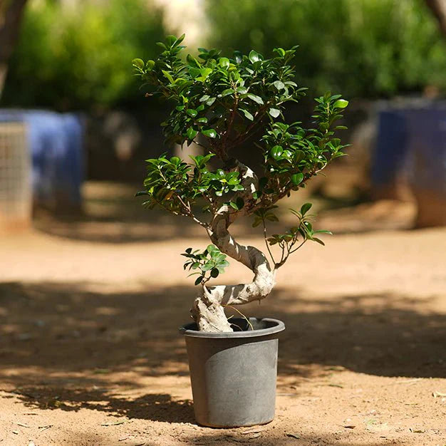 Ficus "S" Bonsai 50 - 70cm - Greensouq - 