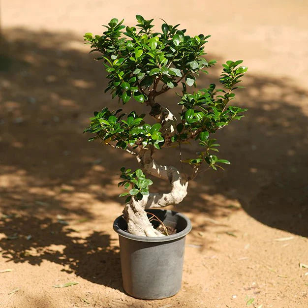 Ficus "S" Bonsai 50 - 70cm - Greensouq - 