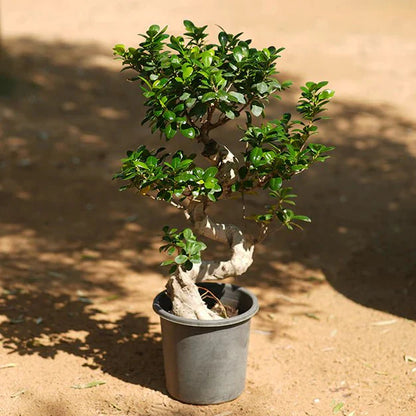 Ficus "S" Bonsai 50 - 70cm - Greensouq - 
