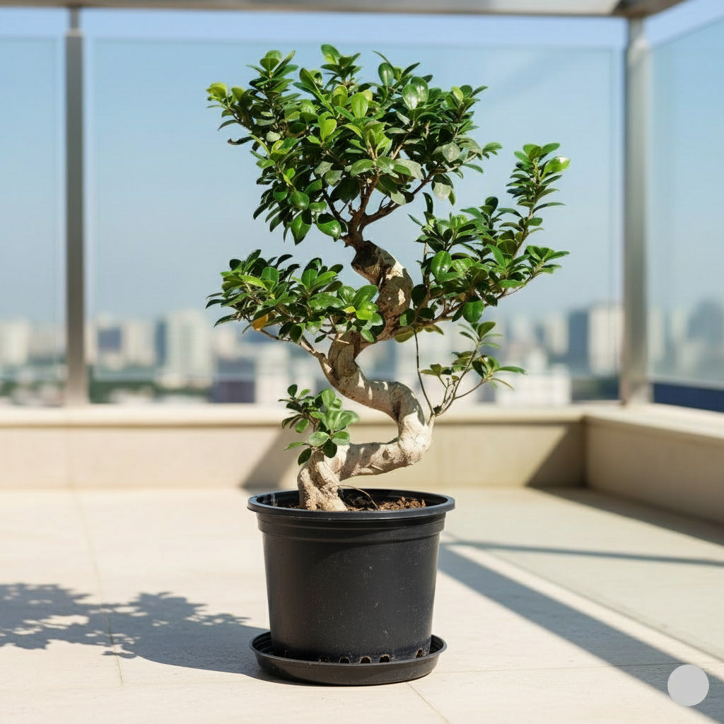 Ficus "S" Bonsai 50 - 70cm
