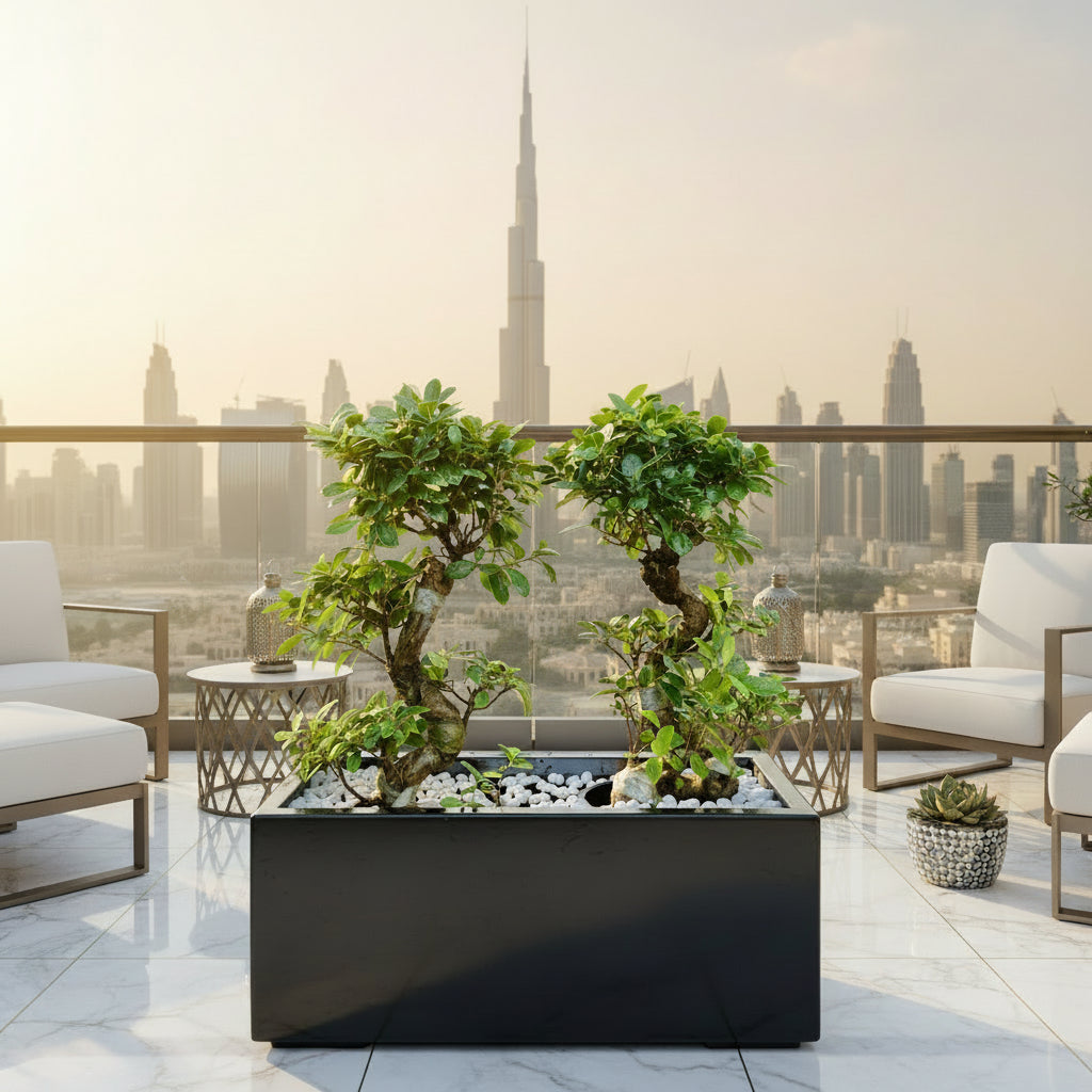 Ficus Bonsai "S" Duo in Rectangular Fiber Glass Planter (GRP) (70x30x30cm) - Greensouq -
