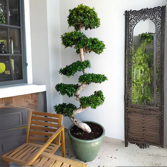 XL Ficus S Bonsai 1.8-2.0m - Large Indoor Tree - Greensouq -