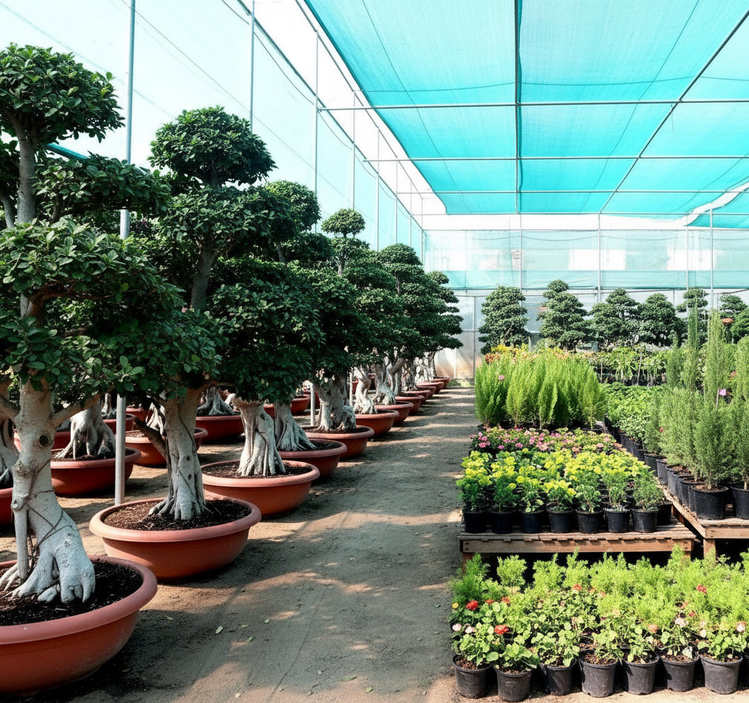 Ficus Strong Bonsai | Ficus Microcarpa Bonsai | Dragon Shape Bonsai 1.7 - 2.0 m - Greensouq - 