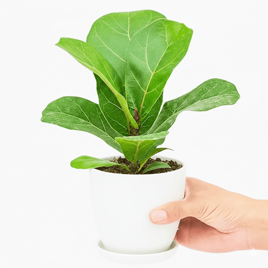 Fiddle Leaf Mini - Greensouq - 