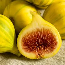 Fig Tree yellow 1.5 - 2.0m - Greensouq -