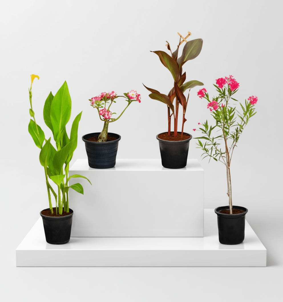 Flowering Plant Bundle (Desert Rose | Oleander | 2xCanna Lily 30 - 50cm) - Greensouq - 