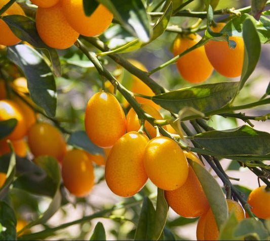 Fortunella margarita Tree "Kumquat" 1.5 - 1.8m - Greensouq - 
