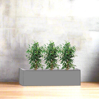 4x Jatropha in Rectangular Fiber Glass Planter (GRP) (70x30x30cm) - Greensouq -