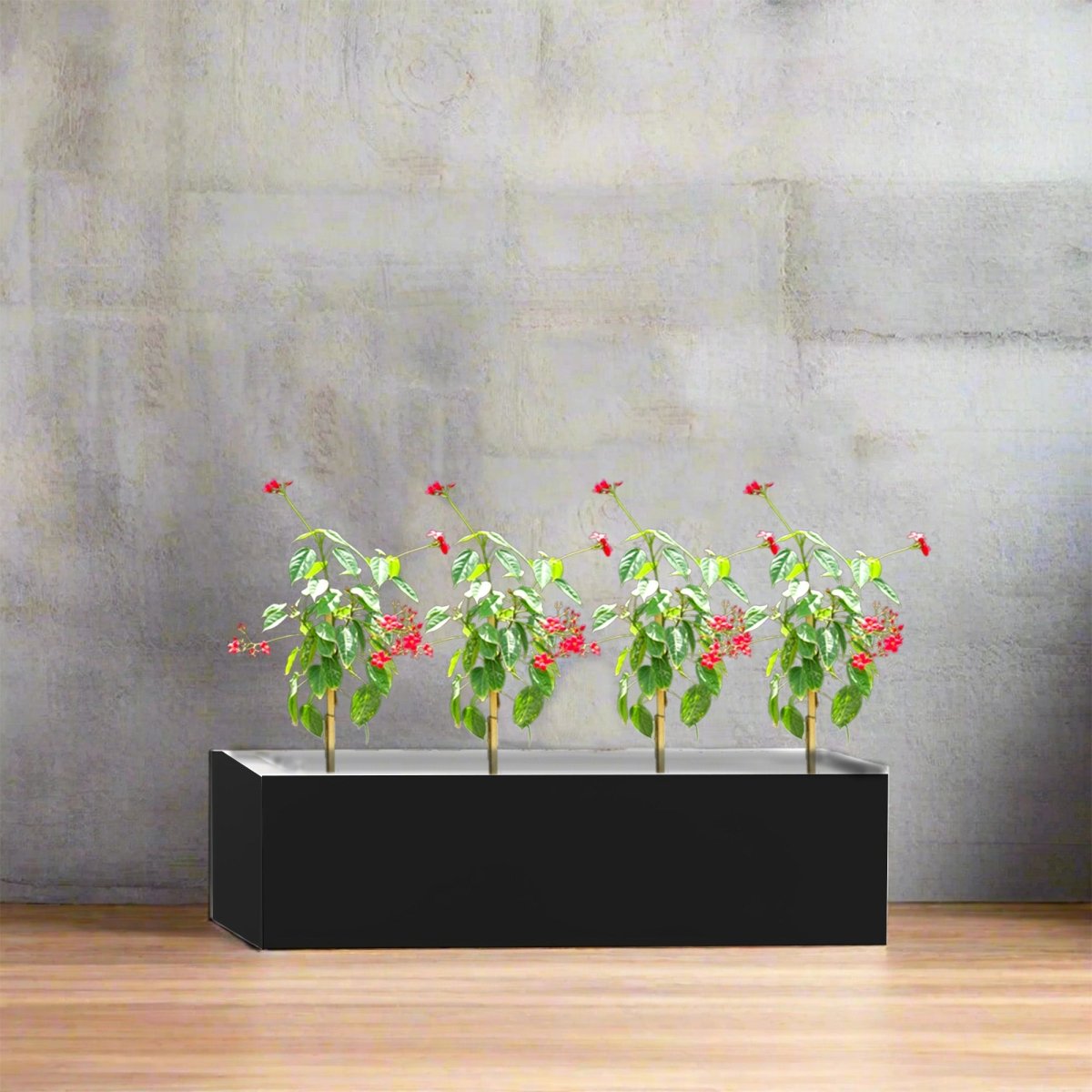 4x Jatropha in Rectangular Fiber Glass Planter (GRP) (70x30x30cm) - Greensouq -