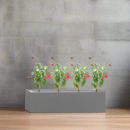 4x Jatropha in Rectangular Fiber Glass Planter (GRP) (70x30x30cm) - Greensouq -
