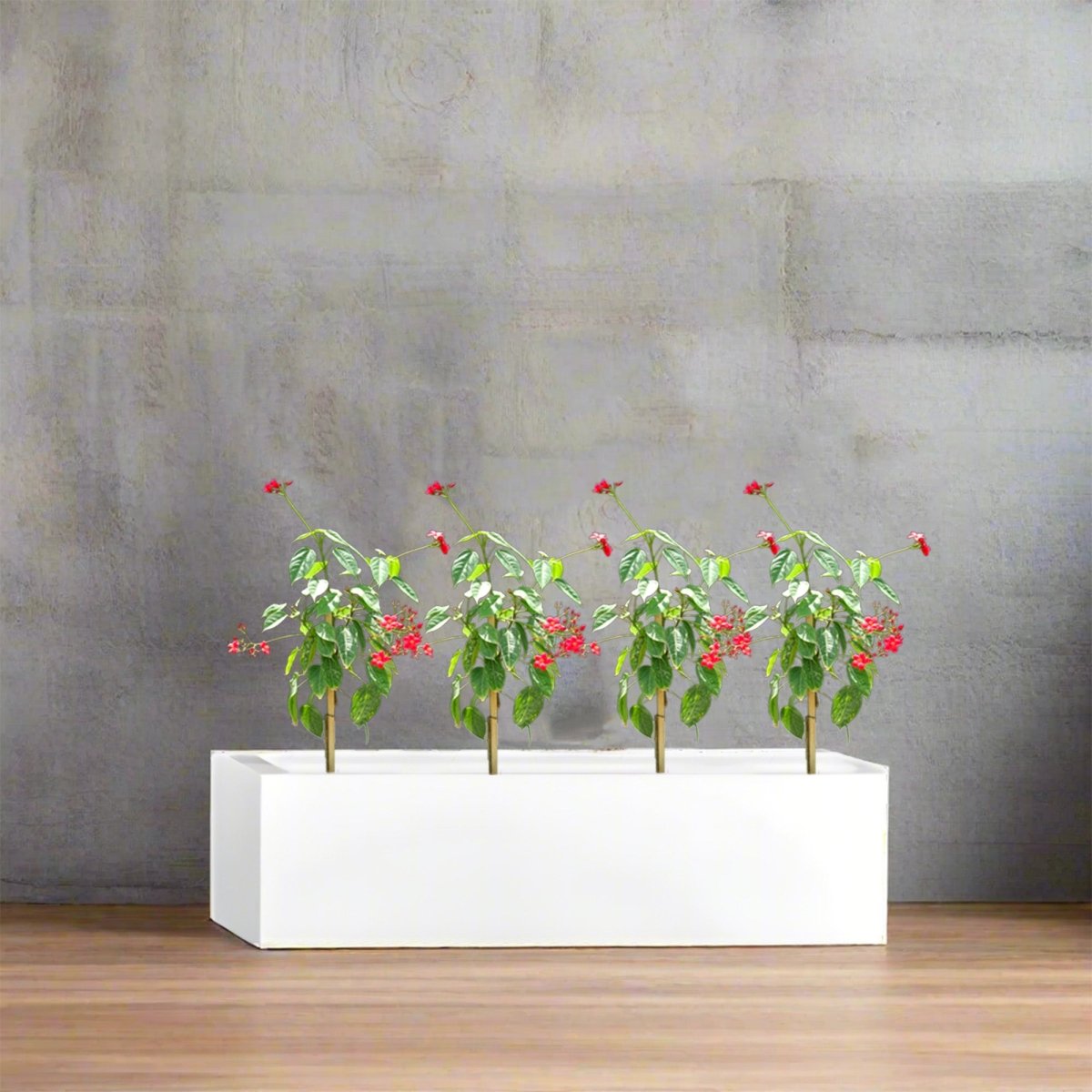 4x Jatropha in Rectangular Fiber Glass Planter (GRP) (70x30x30cm) - Greensouq -