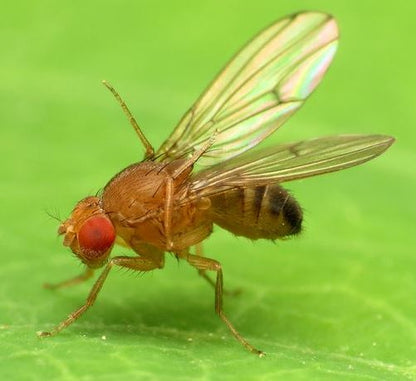 Fruit Fly Trap with Pheromone "Russell - IPM" - Greensouq - 