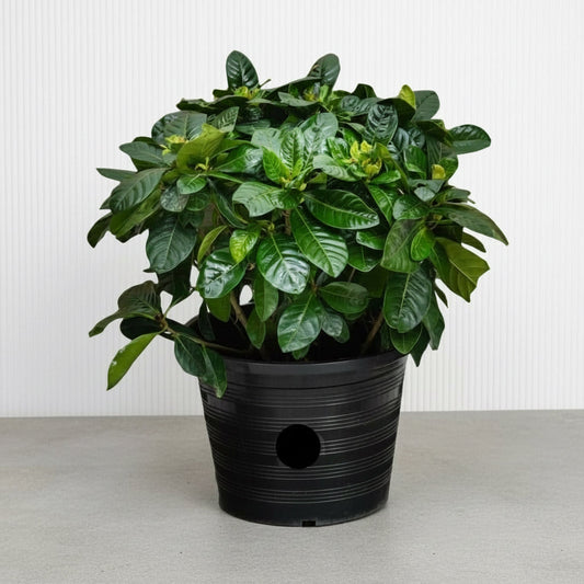 Gardenia Jasminoides "Cape Jasmine" ياسمين (Outdoor) - Greensouq - 