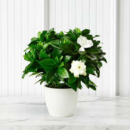 Gardenia Jasminoides or Cape Jasmine (Indoor) كيب ياسمين - Greensouq - 