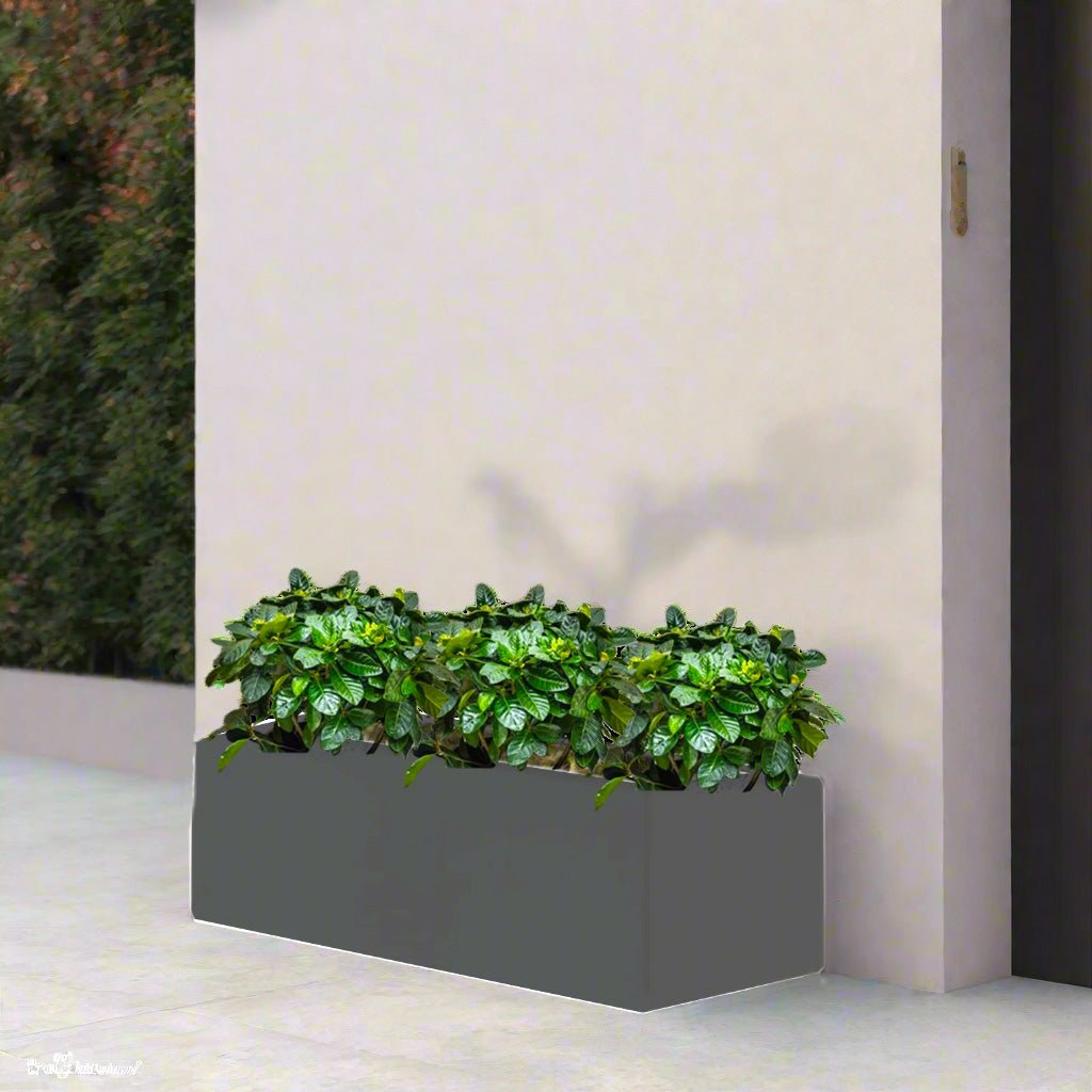 3x Gardenia Set in Rectangular Fiber Glass Planter (GRP) (90x30x30cm) - Greensouq -