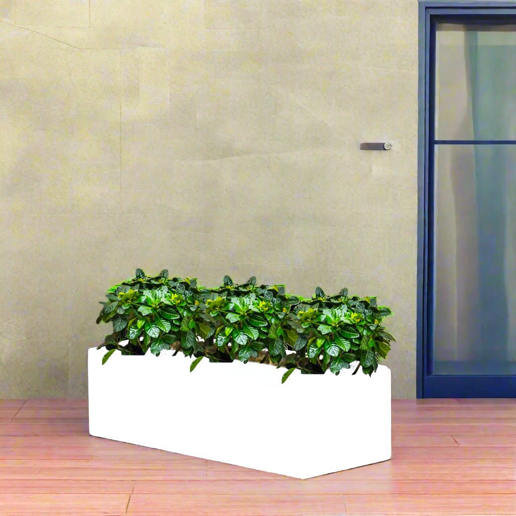 3x Gardenia Set in Rectangular Fiber Glass Planter (GRP) (90x30x30cm) - Greensouq -