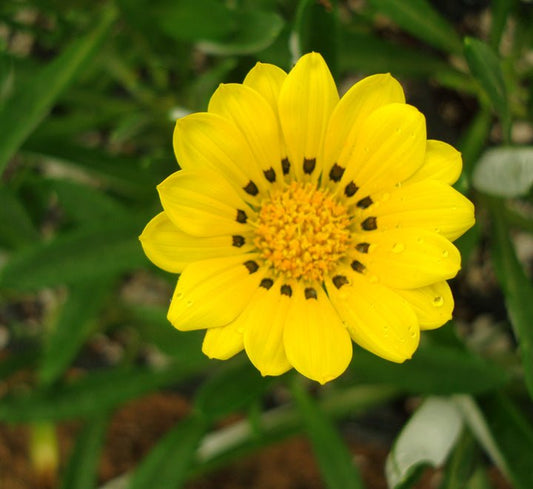 Gazania Uniflora or Treasure Flower - Greensouq - 
