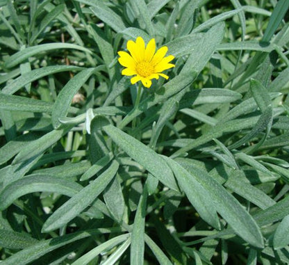 Gazania Uniflora or Treasure Flower - Greensouq - 
