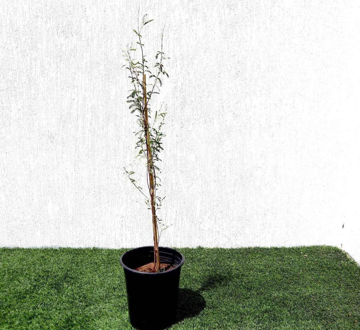 Ghaf Tree "Prosopis Cineraria" شجرة الغاف - Greensouq - 